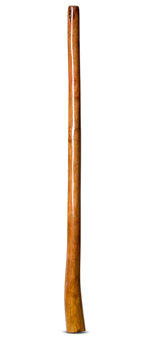 Gloss Finish Flared Didgeridoo (TW735)